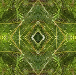 Palms